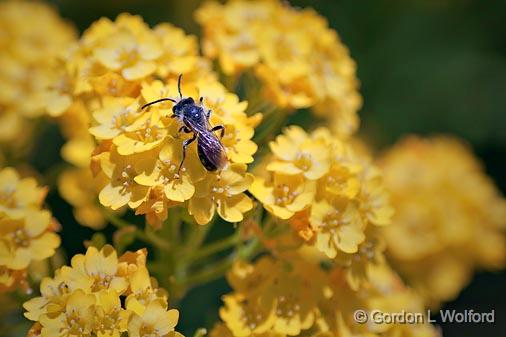 Bug On A Yellow Flower_25387.jpg - Photographed at Ottawa, Ontario, Canada.